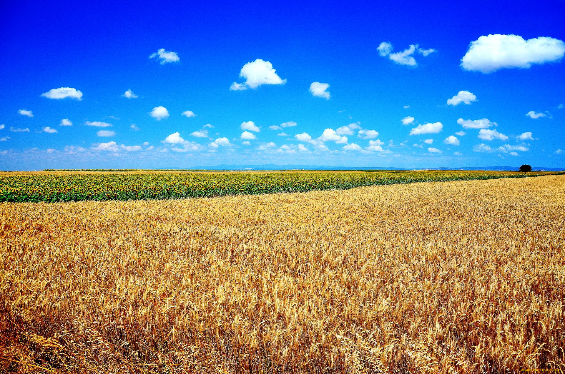 Канзас поле зерна